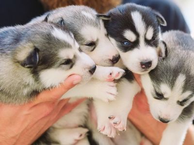 Züchter hält vier Siberian Husky Welpen auf dem Arm