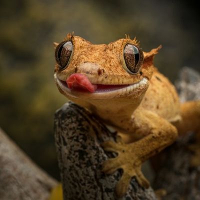 Ein Gecko lauert auf einem Stein auf Insekten