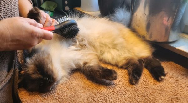 Süsse beigeschwarze Katze liegt auf einem braunen Handtuch und genießt es gebürstet zu werden