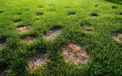 Ein an sogenanntem "Dollarspot" erkrankter Rasen mit zahlreichen hellen, runden Flecken.