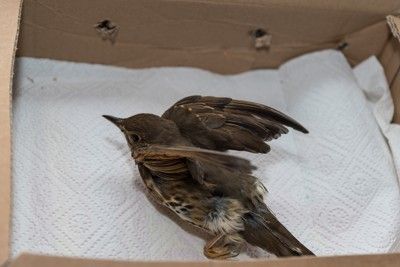 Verletzter, benommener Singvogel erholt sich in einem Karton mit Luftlöchern und weicher Unterlage