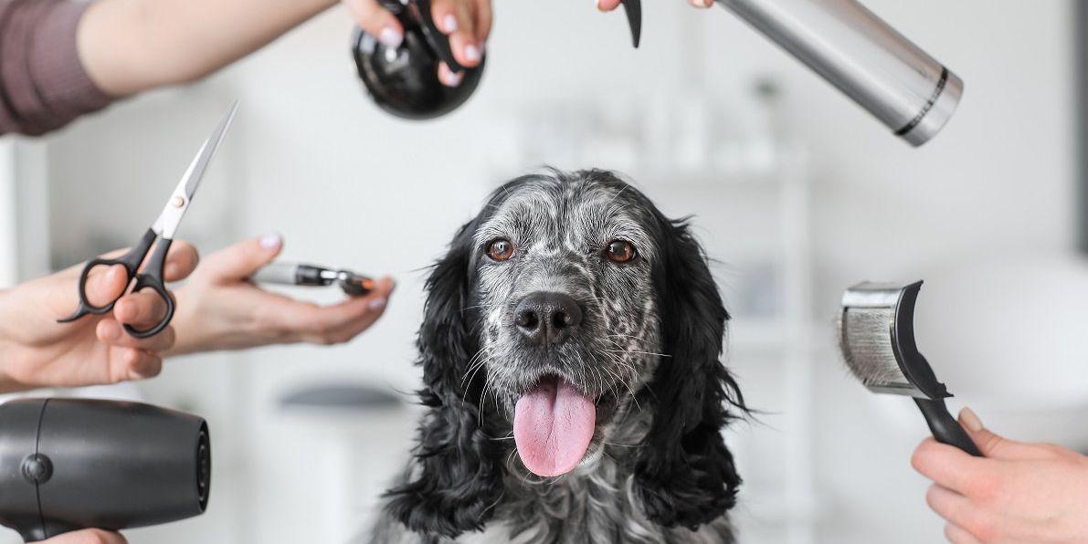 Niedlicher Hund im Hundesalon bei der Fellpflege