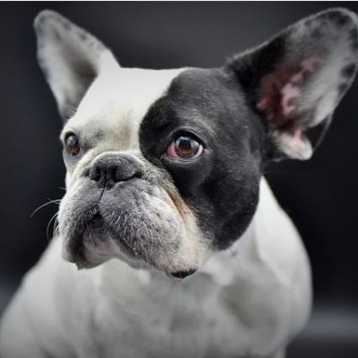 Französische Bulldogge