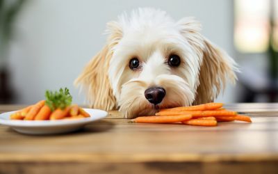 Kleiner Hund sieht sehnsüchtig auf einen Tisch mit Karotten