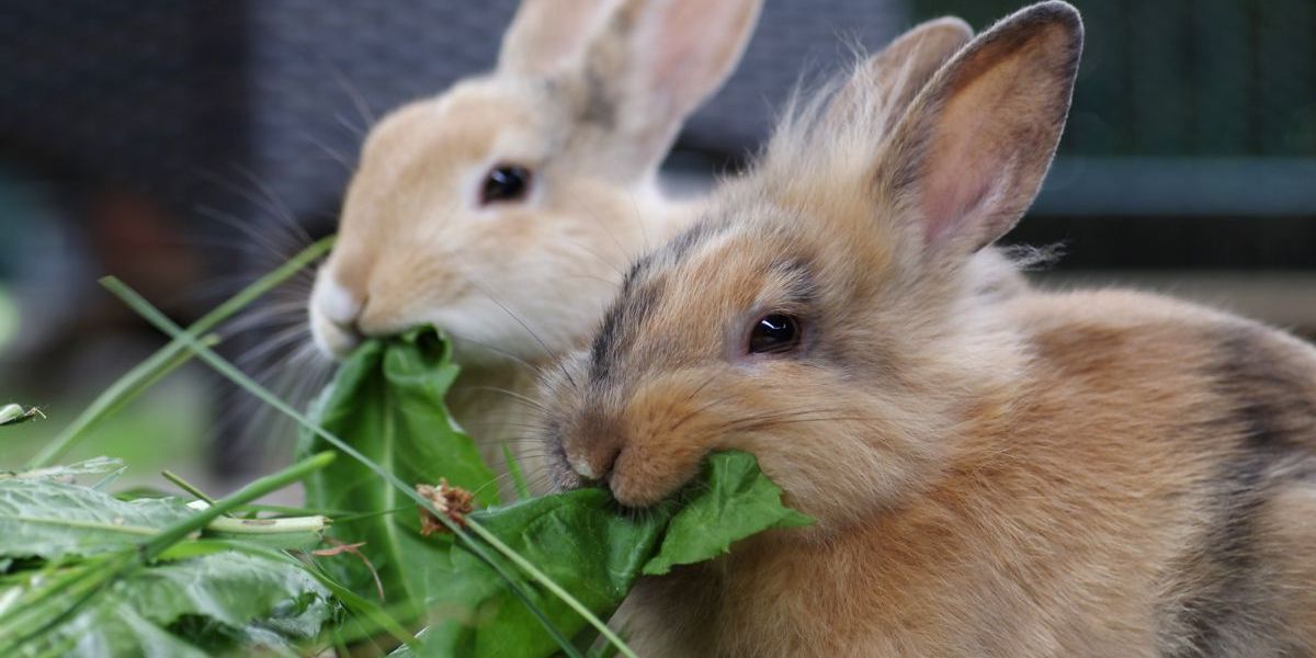 Zwei niedliche Kaninchen sitzen nebeneinander in Ihrem Gehege und knabbern etwas Löwenzahn