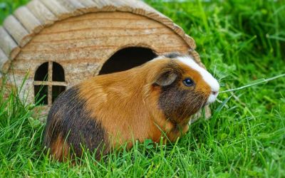 Niedliches Meerschweinchen im Aussengehege