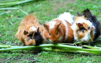 Drei Meerschweinchen knabbern Grünfutter
