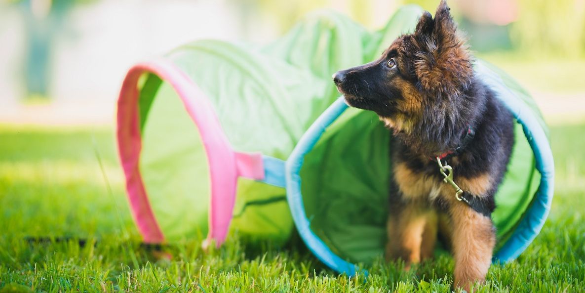 Welpe beim Training in der Welpenschule