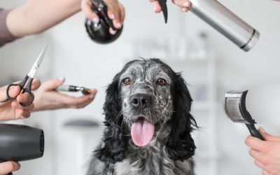 Hund bei der Fellpflege in einem Studio