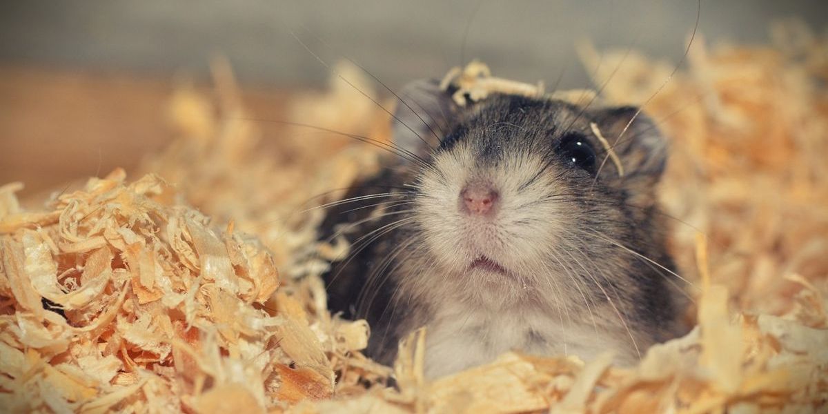 Niedlicher Hamster versteckt sich in seinem Einstreu