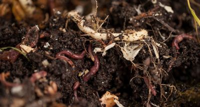 Lockerer Humusboden mit Regenwürmern und Pilzen