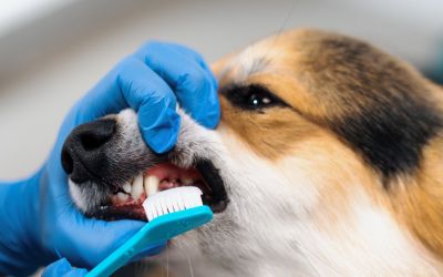 Hund bei der Zahnpflege mit Hundezahnpasta und spezieller Hundezahnbürste