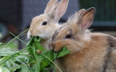 Zwei hellbraune Kaninchen knabbern genüsslich an an einem Salatblatt