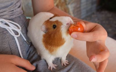 Niedliches Meerschweinchen frisst eine Tomate