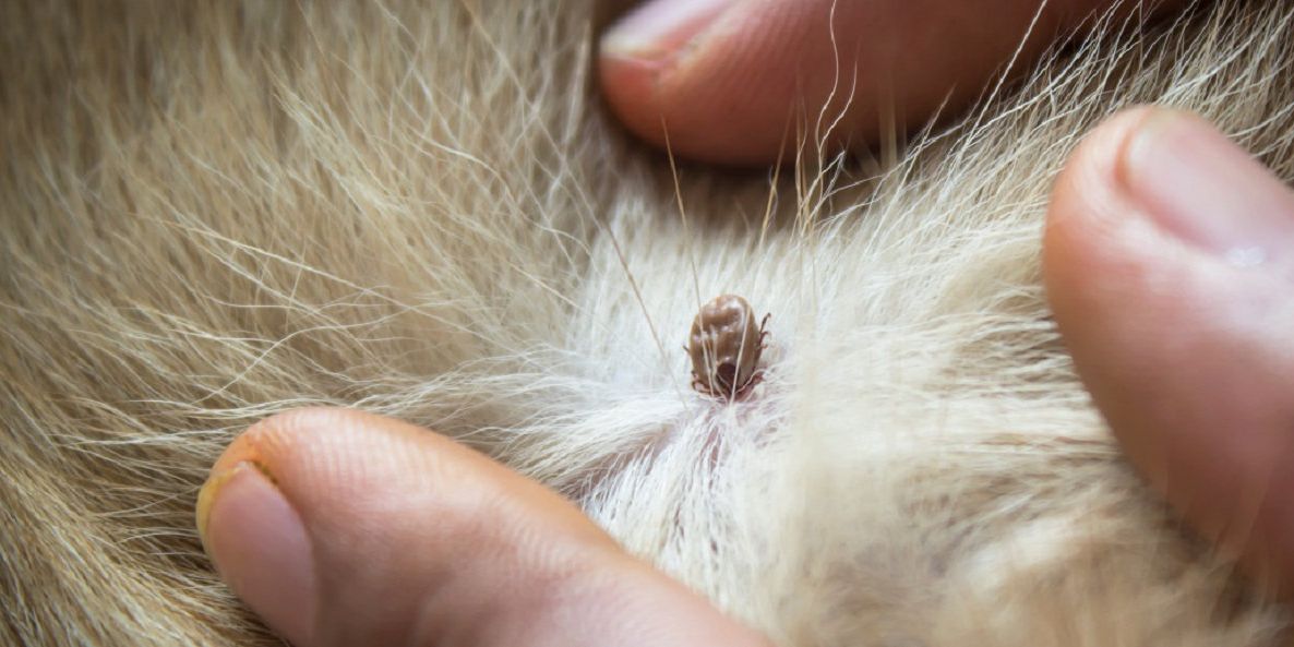 Untersuchung der typischen Stellen beim Hund auf Zeckenbefall - Sichtung einer Zecke