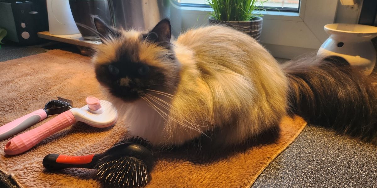 Hübsche Katze wartet auf einem Handtuch darauf gebürstet zu werden.