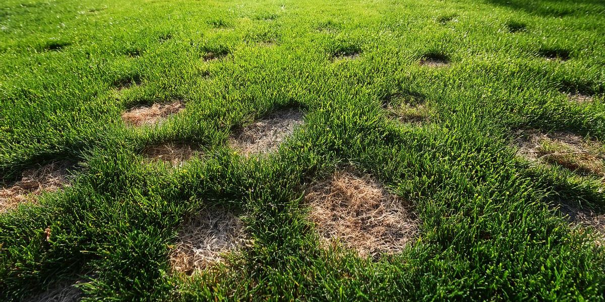 Ein kranker Rasen mit braunen Flecken