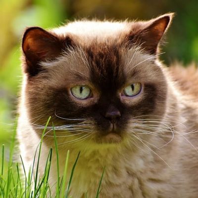 Britisch-Kurzhaar Katze