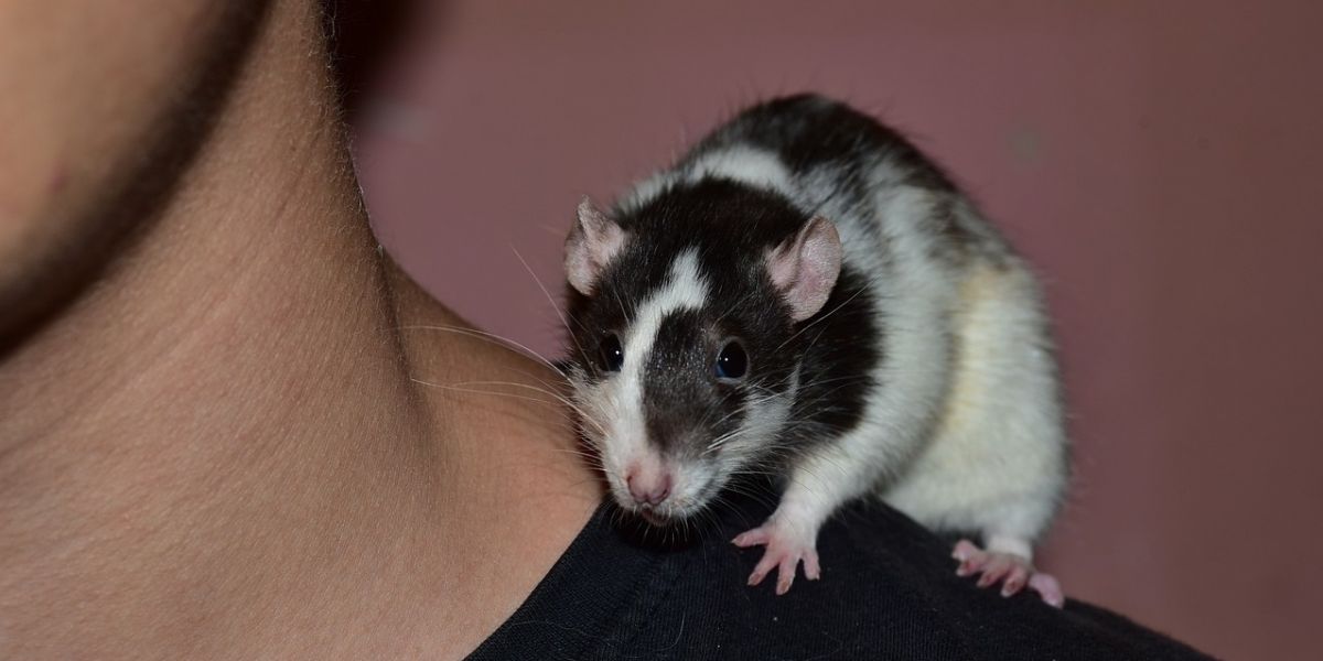 Niedliche Ratte klettert auf die Schulter ihres Besitzers
