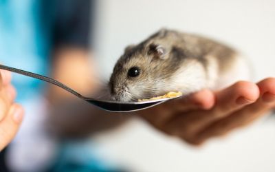 Niedlicher Hamster sitzt auf einer geöffneten Hand und frisst von einem Löffel