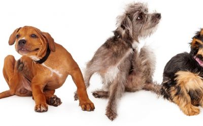 Drei sich nach Juckreiz, kratzende Hunde