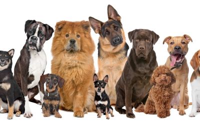 Verschiedene Hunderassen
