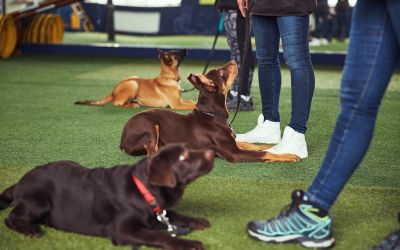 Drei Hunde mit Ihren Ausbildern bei der Arbeit