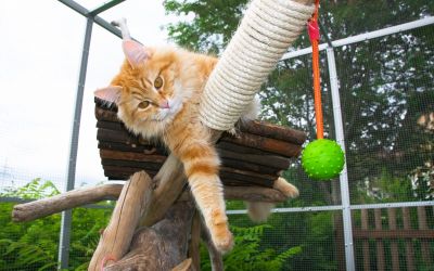 Eine hübsche, rote Katze liegt entspannt auf einem Baumstamm in Ihrem Auslauf