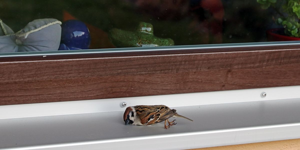 Ein Feldsperling ist gegen eine Fensterscheibe geflogen und gestorben. Tod von Vögeln durch Glasscheiben