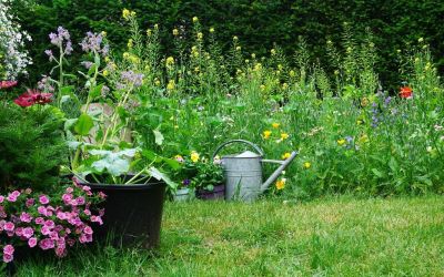 Garten mit einer Wildblumenwiese, sowie diversen Kräutern und Pflanzen