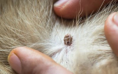 Untersuchung des Hundes auf Zecken