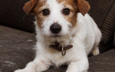 Hund bei der Fellpflege in einem Studio