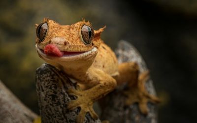 Kleiner Gecko auf einem Stein lauernd