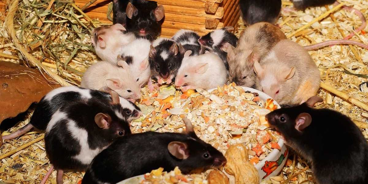 Eine Gruppe von Mäusen macht sich über eine Handvoll Körnerfutter her.