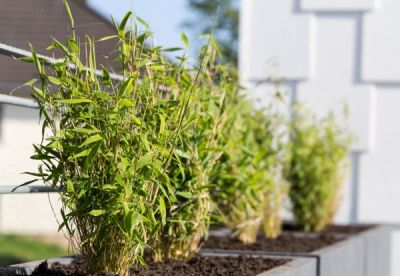 Bambus-Pflanzen als Terrassen-Sichtschutz in Pflanzkübeln