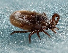 Zeckenart: Der Gemeine Holzbock