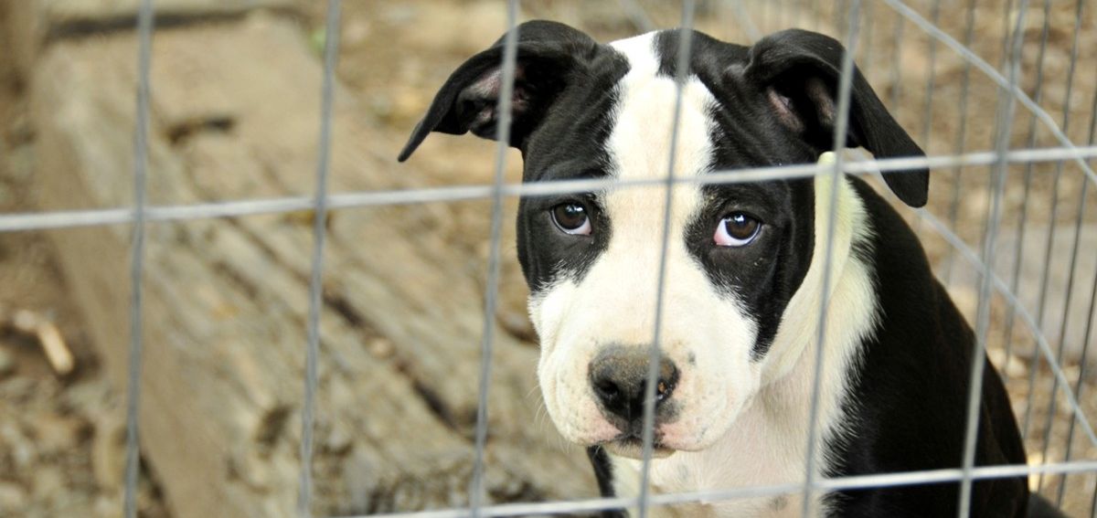 Trauriger Hund im Käfig