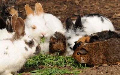 Meerschweinchen und Kaninchen fressen Seite an Seite etwas Grünfutter