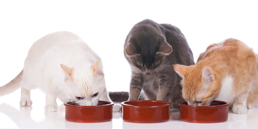 Drei Kätzchen lässt sich etwas Futter schmecken.