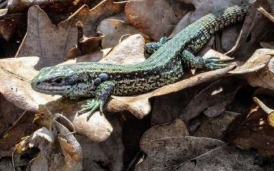 Waldeidechse im Laub