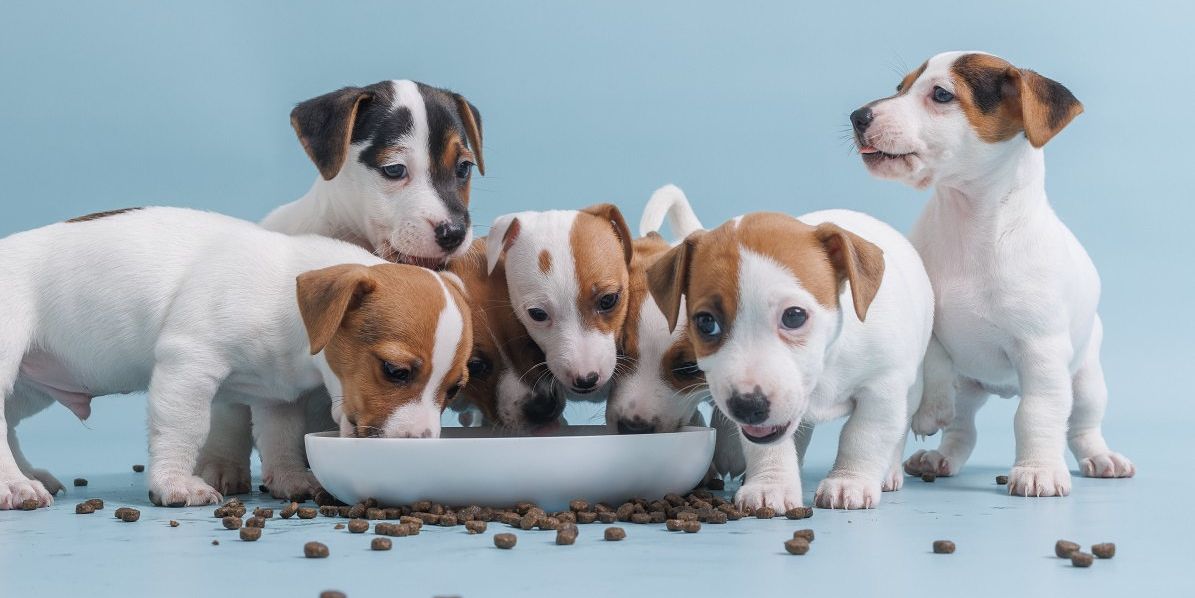 Fünf hungrige Jack Russel Terrier Welpen essen aus einer Schale