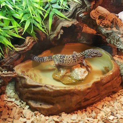 Ein Leopardgecko steht in seinem Wassernapf