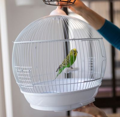 Kleiner, weißer, runder Vogelkäfig mit Wellensittich