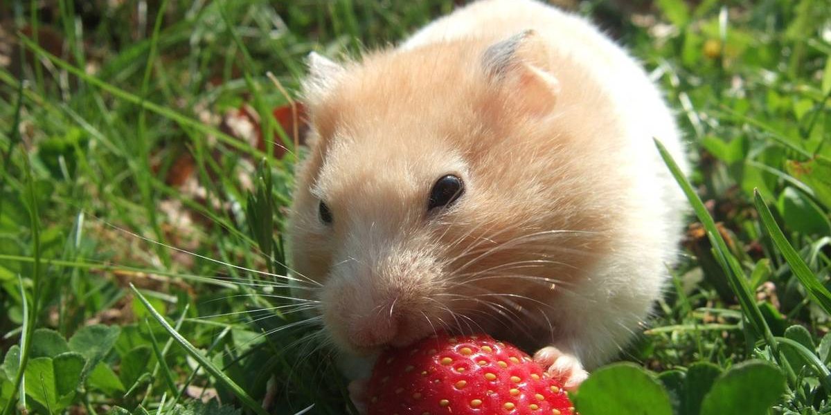 Niedlicher Hamster Sitz auf einer Wiese und knabbert an einer Erdbeere