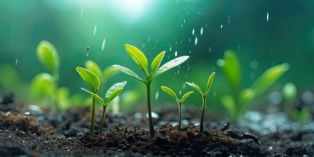 Regentropfen fallen auf kleine Pflanzen in einem gesunden Erdboden