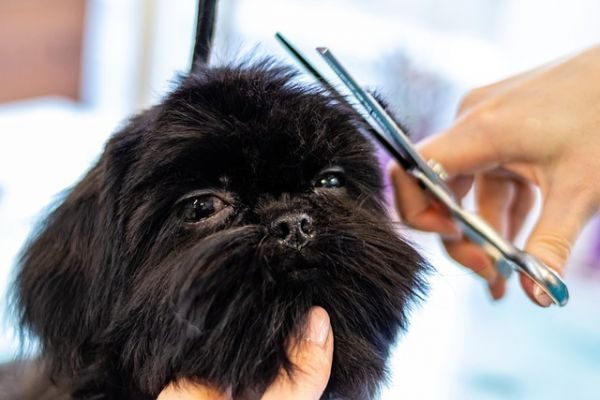 Süsser, schwarzer Hund zur Fellpflege beim Friseur