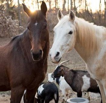 Zwei Pferde stehen zusammen mit drei Ziegen auf einer Weide.