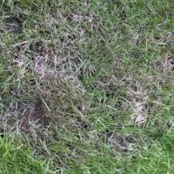 Ein mit Wurzelfäule befallener Rasen