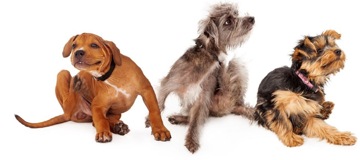 Drei Hunde mit Juckreiz, kratzen sich.