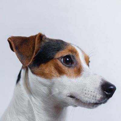 Jack Russell Terrier